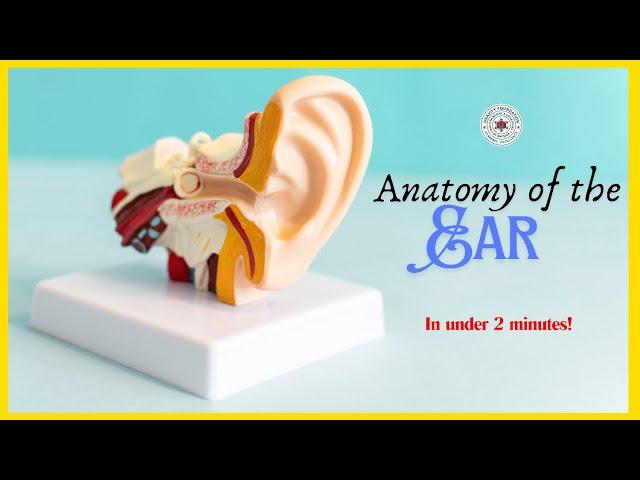 Human ear - Structure and function | Anatomy of Ear | How the Ear works