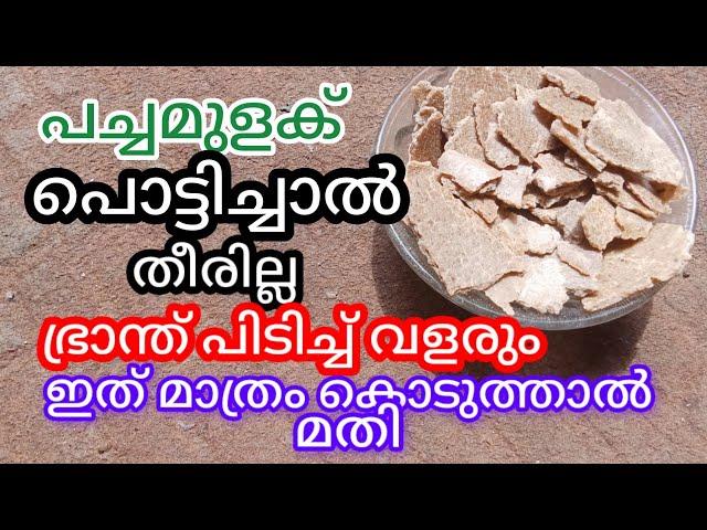 പച്ചമുളക് ആർത്തലച്ഛ്, കാടുപിടിച്ചപോലെ വളരും a1luckylifemedia