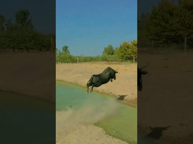 What a Long Jump{Wild Life} || World Of Animals #instagood #adventure #animals #wild #photography