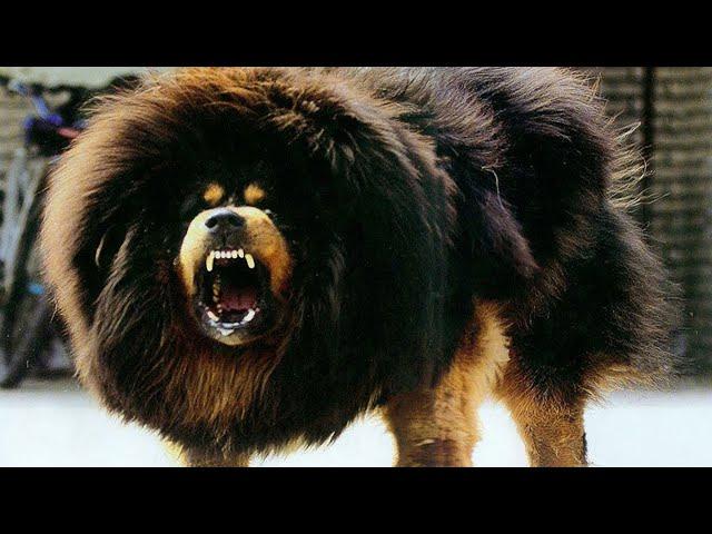 The king of all dogs is the Tibetan Mastiff! The most expensive dog in the world!