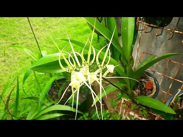 Oncidium orchid makulata | Orchid care | M&K