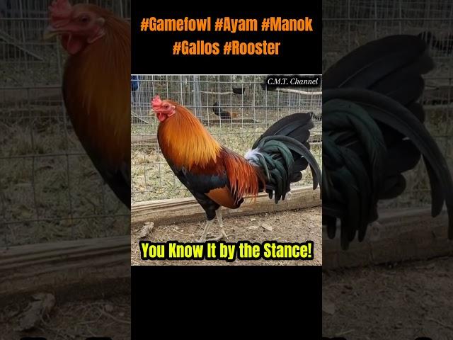 You Know It by the Stance!#gamefowl #gallos #rooster #chicken #usa #chickenbreeds #backyardchickens