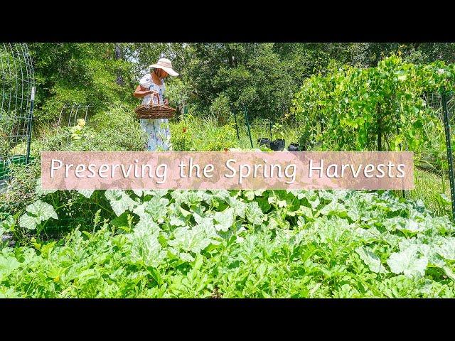 Preserving our Spring Harvest - June 2024 | Backyard Homestead