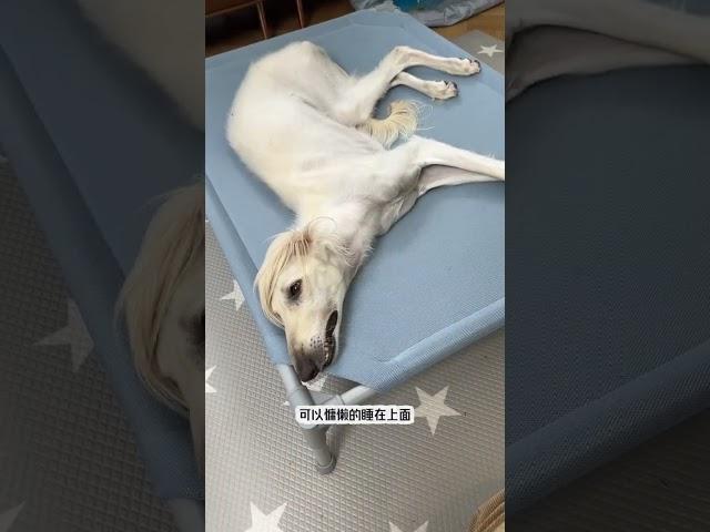 自用不错的行军床推荐 #陕西细犬