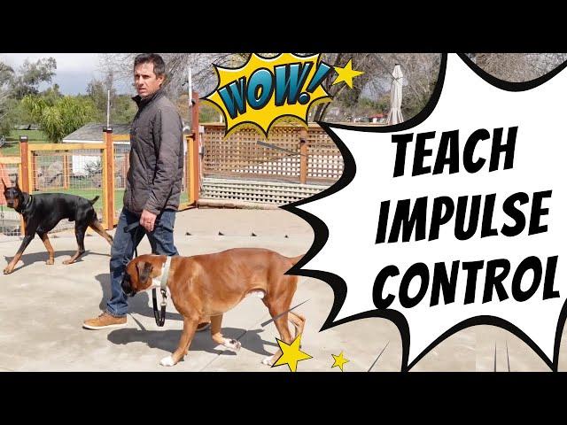 Teaching Henry (pool dog) low distraction impulse control training using a leash