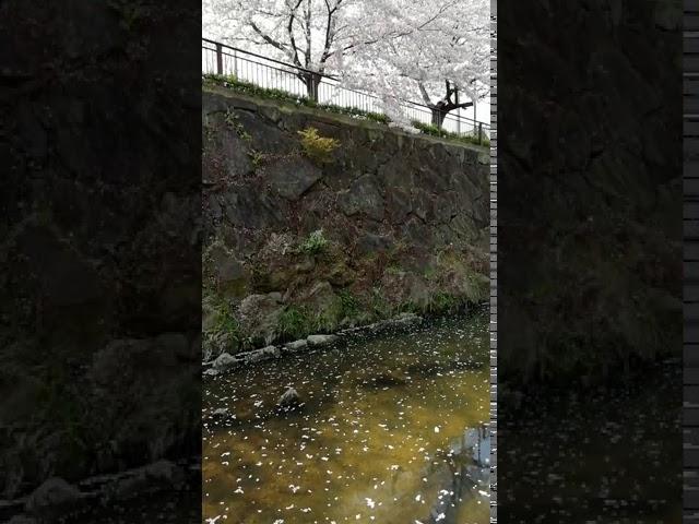 Sakura in Yamazaki River, Nagoya