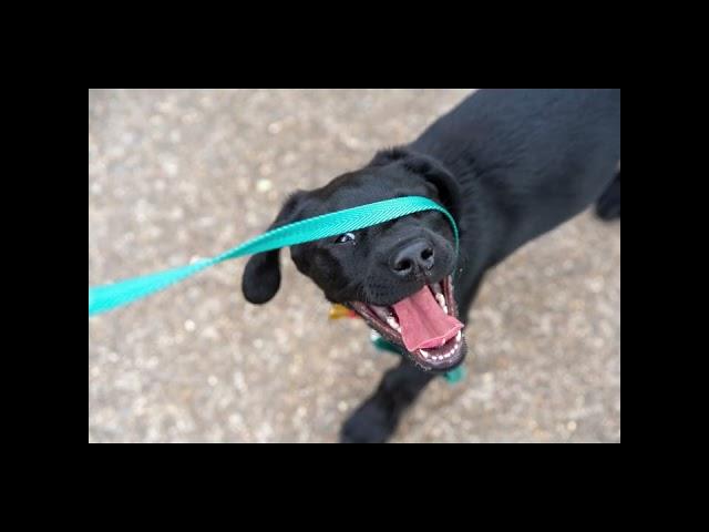 Funny Dog Laying Down on a Leash