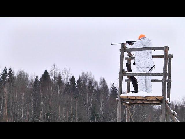 Зимние загоны в Тверской области.  Большая загонная охота. Часть 2.