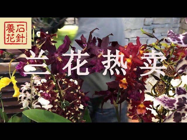 [石针养花]兰花协会的兰花热卖