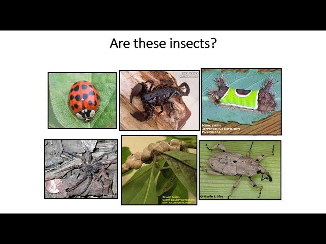 Workshop #1 - Identifying insect orders