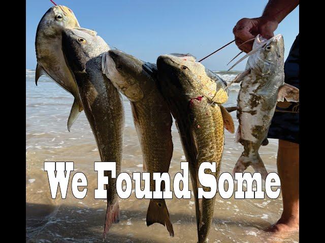 We Found Some. Your Best Damn Surf Fishing Report 11-27-24