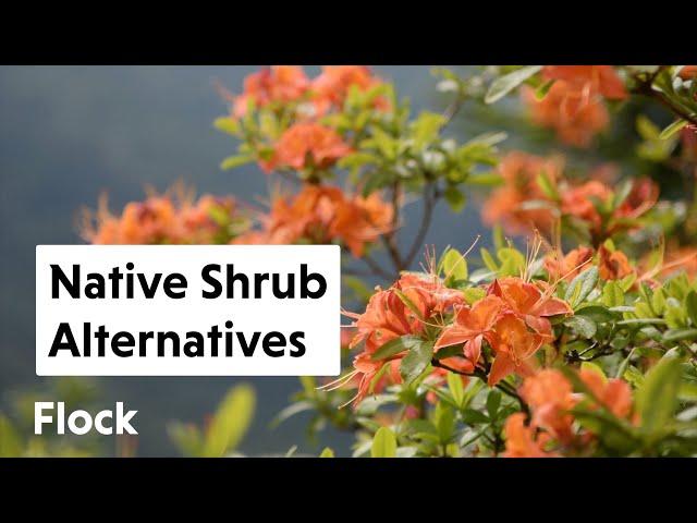 Try These NATIVE NORTHEAST SHRUB Alternatives to These 10 Non-Native Shrubs — Ep. 160