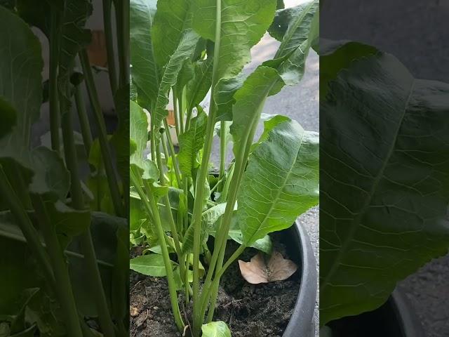 I grew my horseradish in a pot. This is how they came out. ￼
