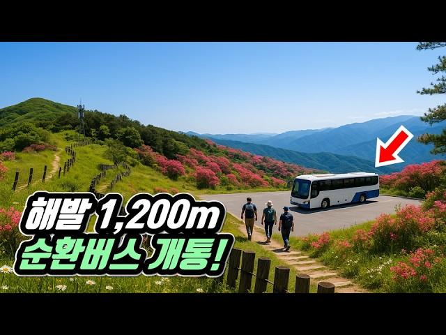  해발 1,200m!  국내 최고의 명산을 누비는 순환버스 트레킹 여행 |  단돈 1,000원 | 대중교통 당일치기 여행 |  Mountains Circular bus