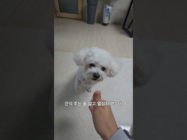 구름이 끝까지 최선을 다했는데 #구름이 #비숑 #귀요미 #털복숭이 #이뿐이 #털보삼촌 #바리톤홍성선 #까꿍