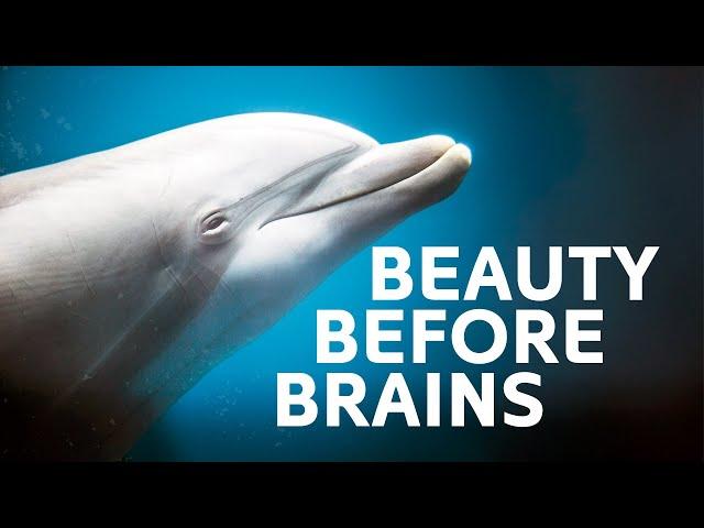 Debunking The Dolphin Myth! Are They Really That Smart? 