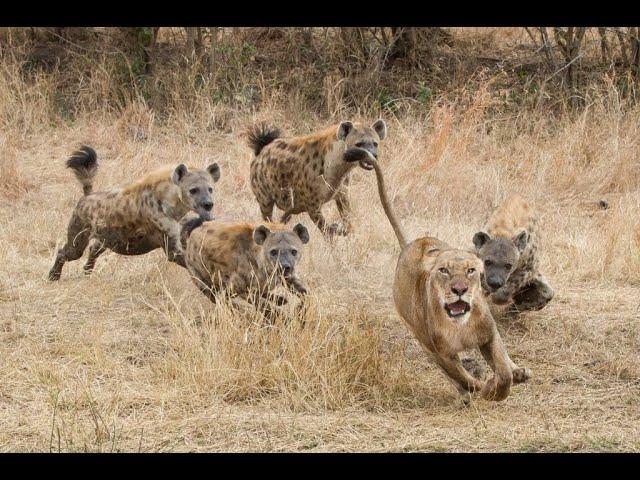 lions vs hyenas documentary (no ads)