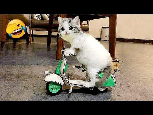 Funniest Animals 2024  Funny Cats and Dogs  | Funny Animal Videos