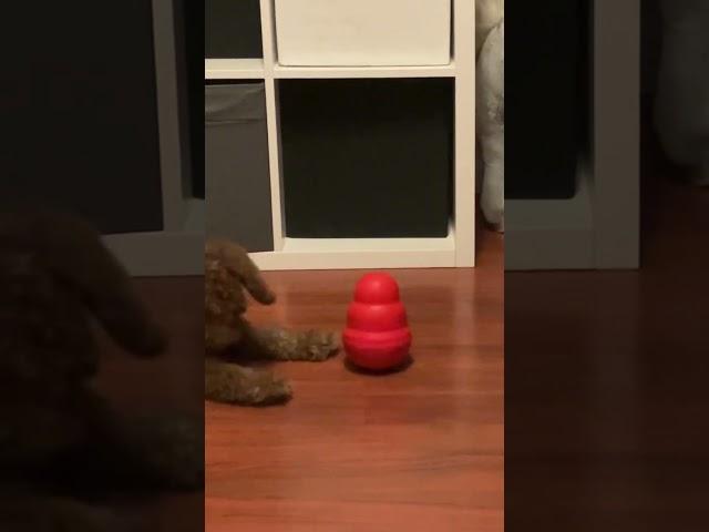 Kong Dog Toy #cavoodle #puppy