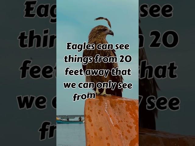 Eagle fact #youtubeshort #shortsvideo #shortsfact #animalfact #petfact #wildlife #birdfact #food