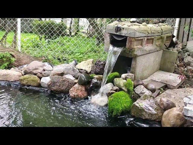 Adding Tiny Fish to Our Beautiful Pond!