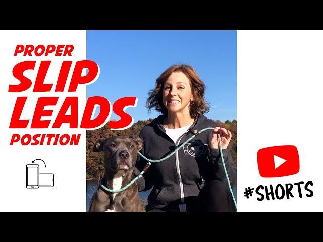 How To Properly Position A Slip Lead (Leash) On Your Dog