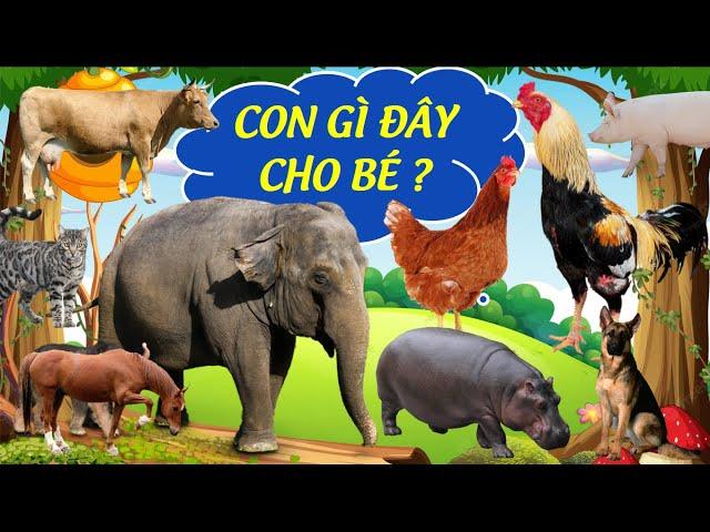 Con gì đây cho Bé học, Các con vật nhảy vui nhộn cho Bé nhanh biết nói tiếng việt | Dạy bé học