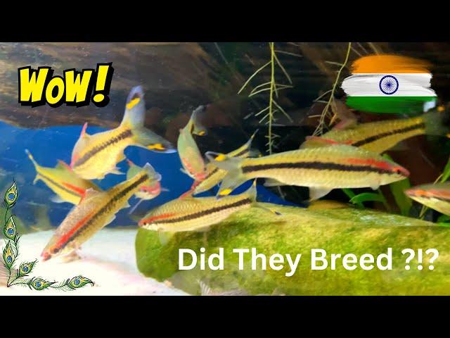 Denison Barb Update - Did They Breed ??