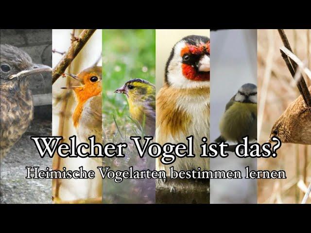 Heimische Vögel bestimmen lernen: Wichtige Merkmale + Tipps zur Vogelbeobachtung 