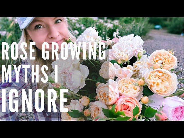 Rose growing MYTHS you don't need to follow!