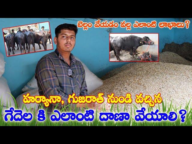 హర్యానా,గుజరాత్ నుండి వచ్చిన గేదెల కి ఎలాంటి  దాణా వేయాలి? ధరలు?బెల్లం వేయడం వల్ల లాభాలు?Raithanna