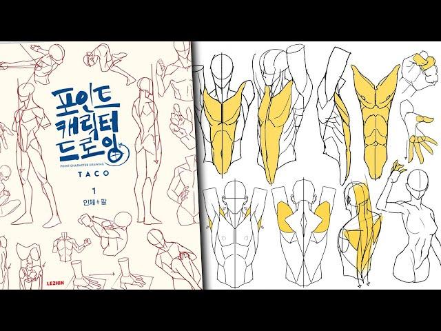 Point Character Drawing 1 & 2 books by Taco: simplified anatomy book review