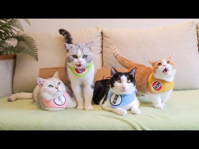 How I Weight My Cats in Chinese Style | SanHua Cat Live