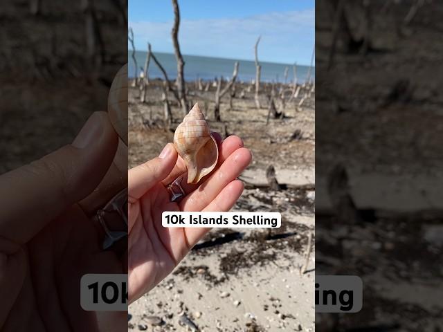 One of my favorite places to go shelling- the Ten Thousand Islands!