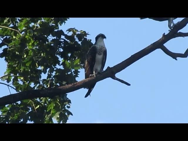 Osprey juveniles in a tree