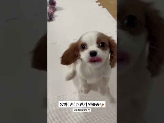 세자는 개인기 연마 중️