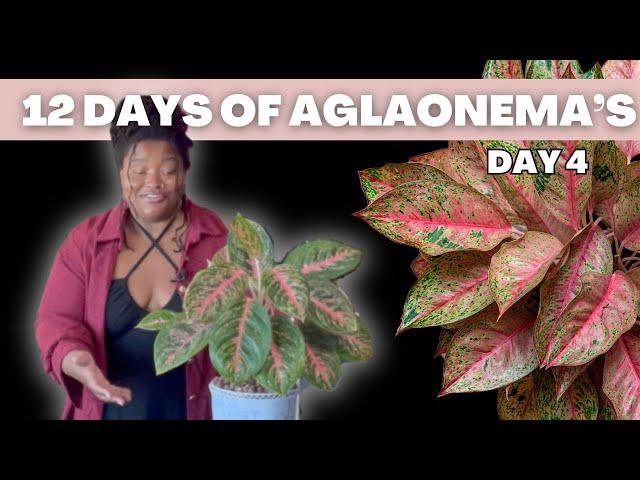 Day 4 of 12 Days of Aglaonemas: Aglaonema Prestige Pink + Quick Care Tips