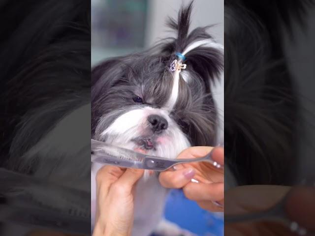 Black and white shih tzu grooming head! ️️