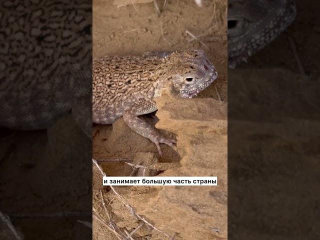 ТУРКМЕНИСТАН! ПУСТЫНЯ КАРАКУМ #travel #путешествия #туркменистан #turkmenistan #trip #ашхабад #me