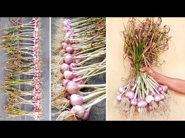 Growing Garlic harvested Bulbs at home in the easiest way | Gardening with TEO