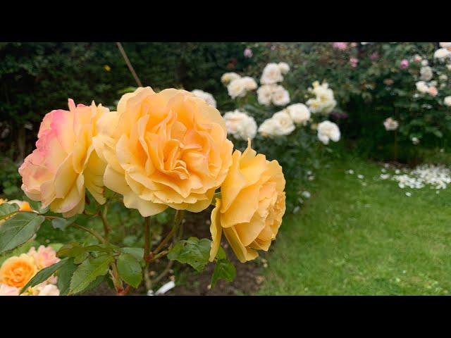 My Mums Rose garden | David Austin Roses | Kordes Roses