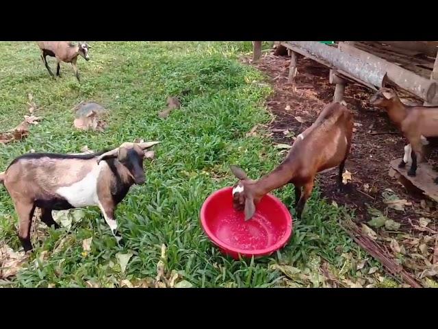 Goat Farm 2021 Update Our Backyard Farm in Mindanao Happy Farming