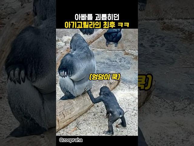 아빠를 괴롭히던 아기고릴라의 최후ㅋㅋㅋ #동물 #고릴라