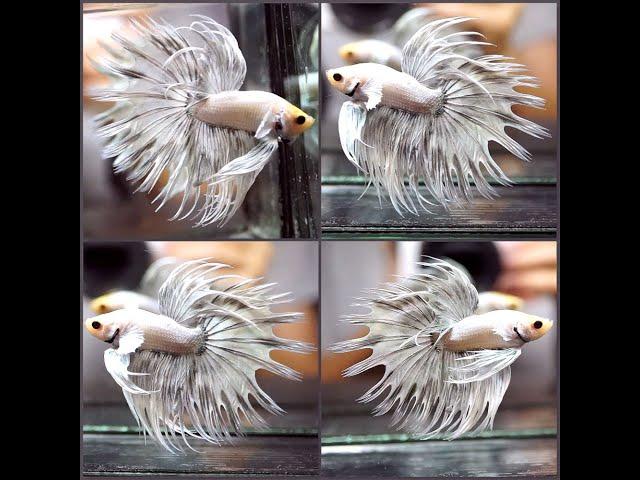 Betta Fish DRAGON WHITE PLATINUM GRAY COPPER Crowntail CT Male J90