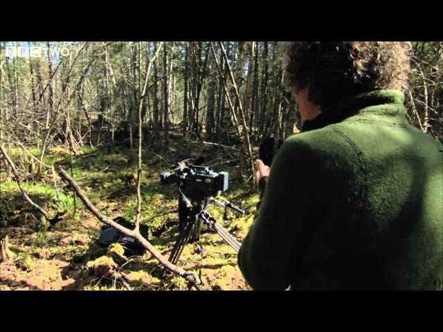 Bear Hijacks Camera - The Bear Family and Me - BBC