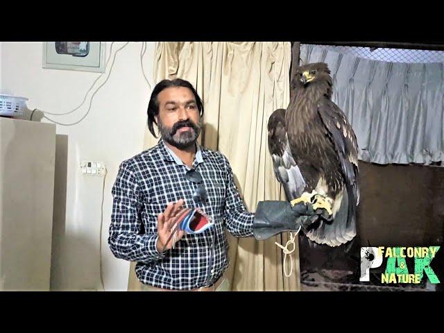 Eagle Attack | Handling & Feeding Wild Eagle | Greater Spotted Eagle