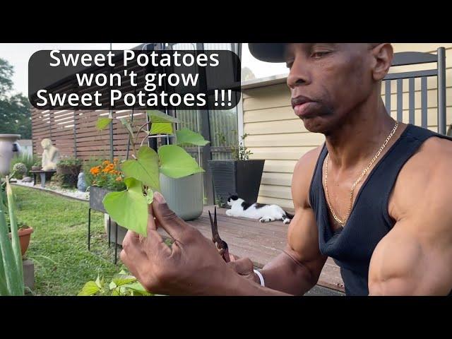 Sweet potatoes won't grow Sweet potatoes!!!