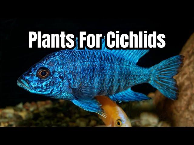 Top 7 BEST Plants For Cichlids