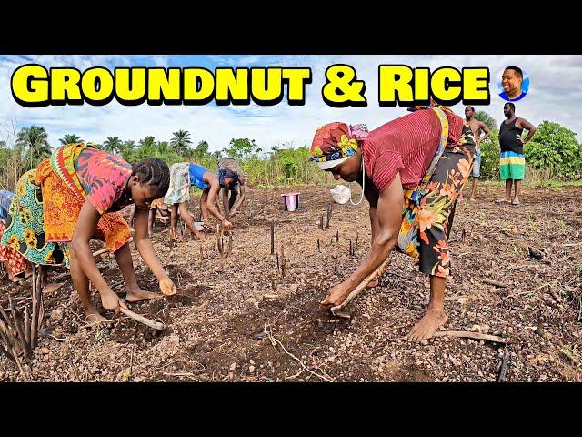 GROUNDNUT & RICE PLANTING At Triple-A Healthy Harvest Farm -  Episode 5 - Farming In Sierra Leone