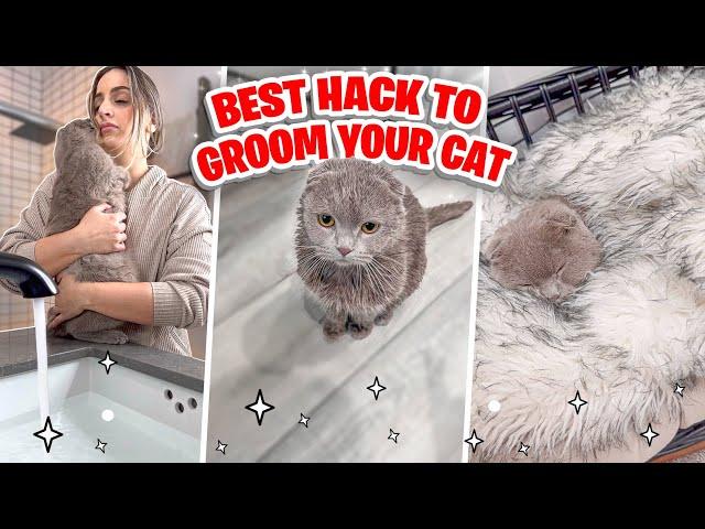 THE BEST HACK WHEN GROOMING YOUR CAT